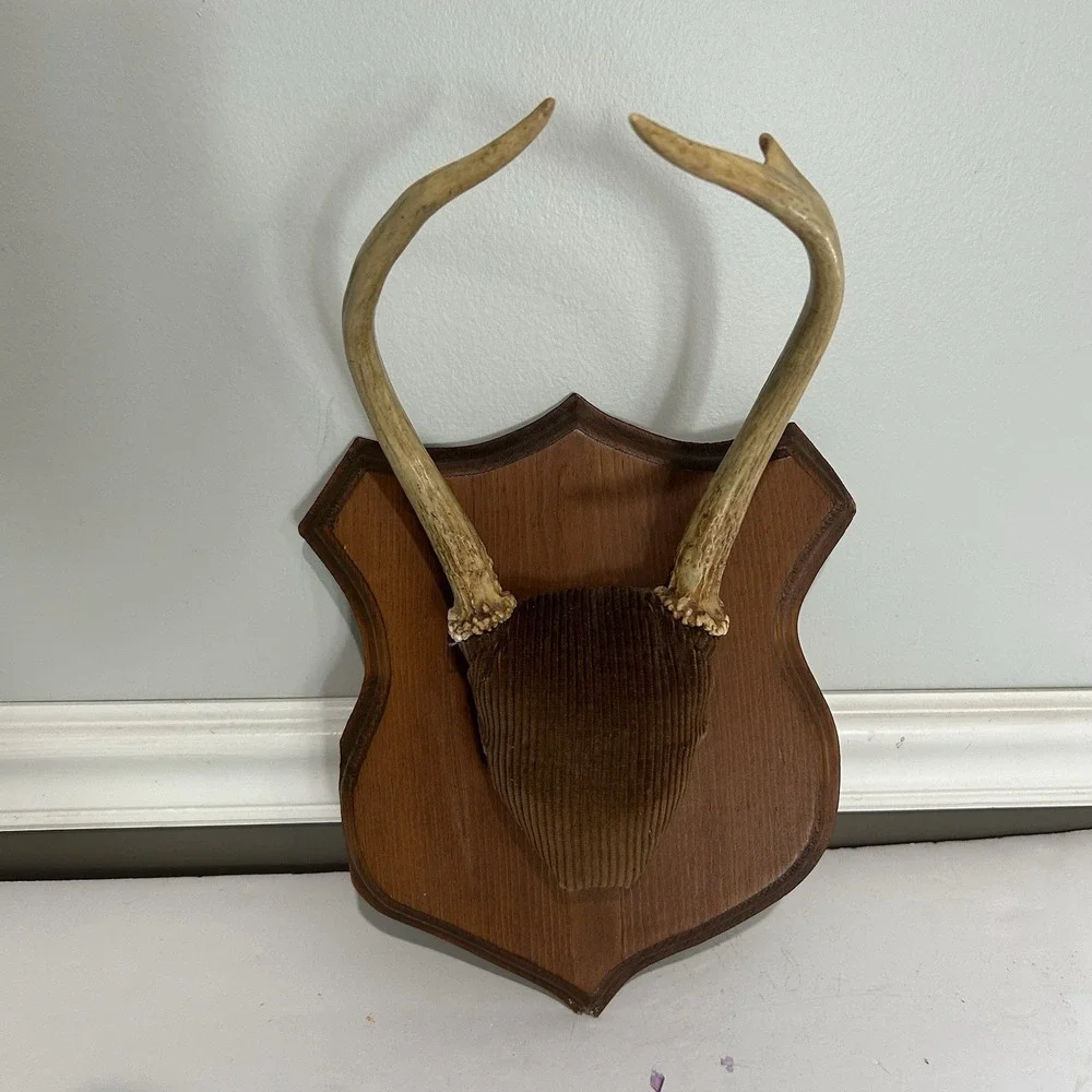 Antler Plaque Mount Taxidermy / Cabin Lodge Man Cave Point Whitetail Deer Real